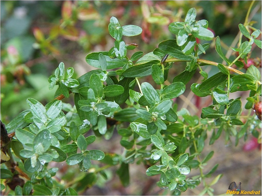 Изображение особи Hypericum perforatum.