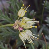 Allium tianschanicum