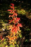 Acer mandshuricum