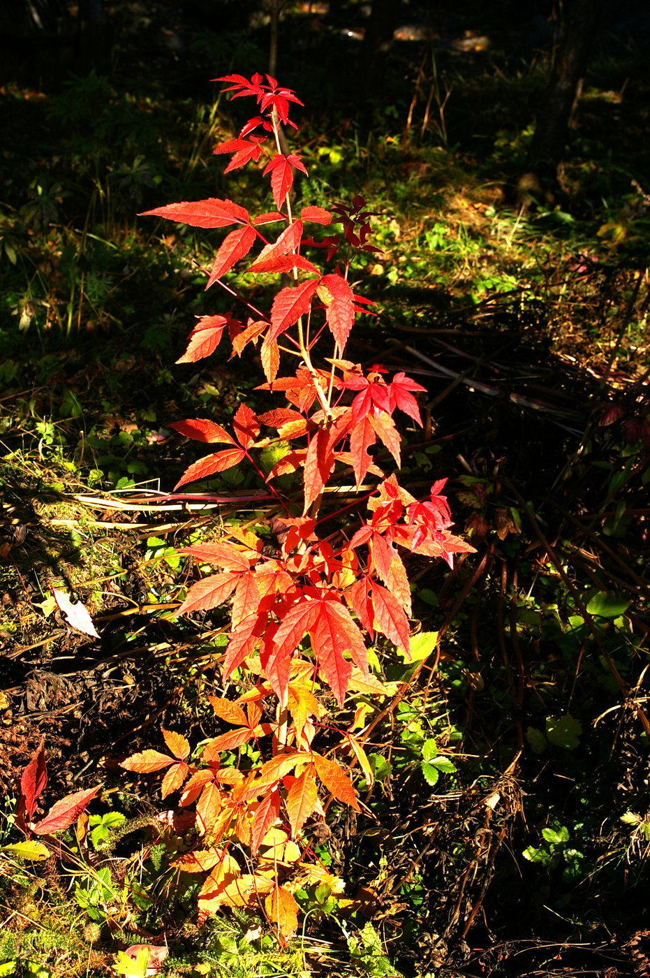 Image of Acer mandshuricum specimen.