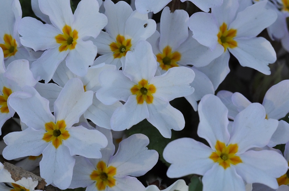 Image of Primula vulgaris specimen.