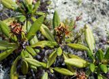 Rhododendron aureum