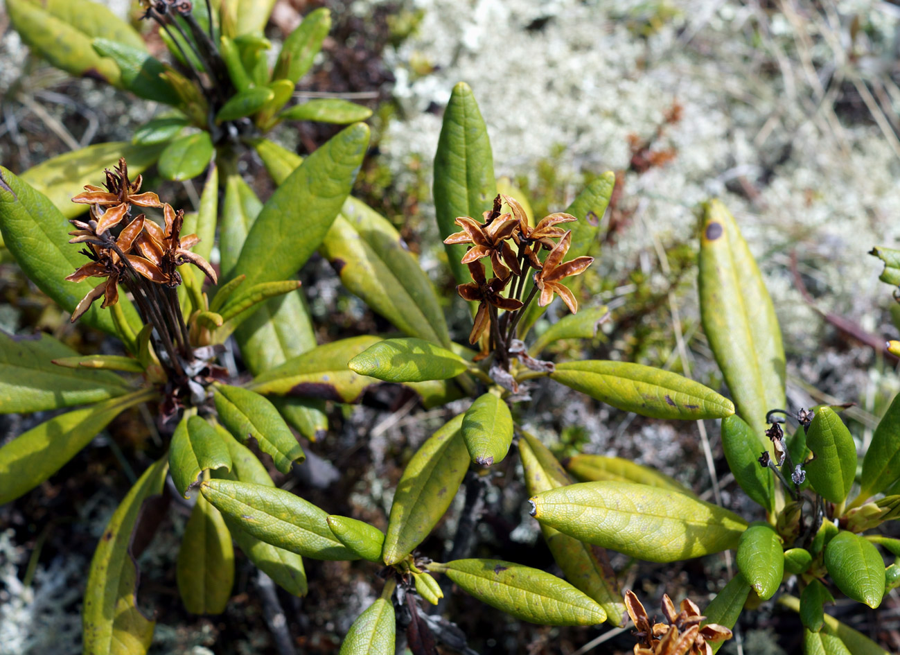 Изображение особи Rhododendron aureum.