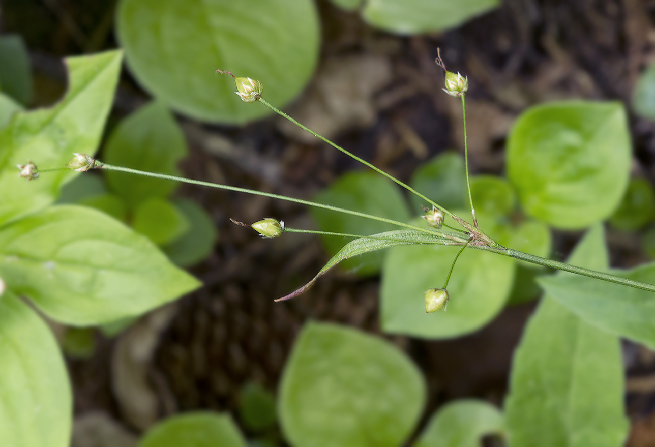 Изображение особи Luzula rufescens.