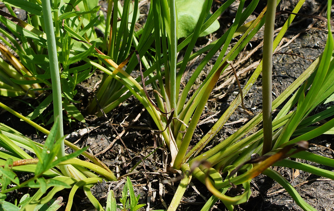 Изображение особи Butomus umbellatus.