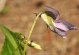 Viola austro-ussuriensis. Цветок (вид сбоку). Приморский край, Шкотовский р-н, пос. Подъяпольск, скошенная часть склона, переходящего в овраг. 21.05.2017.