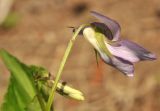 Viola austro-ussuriensis