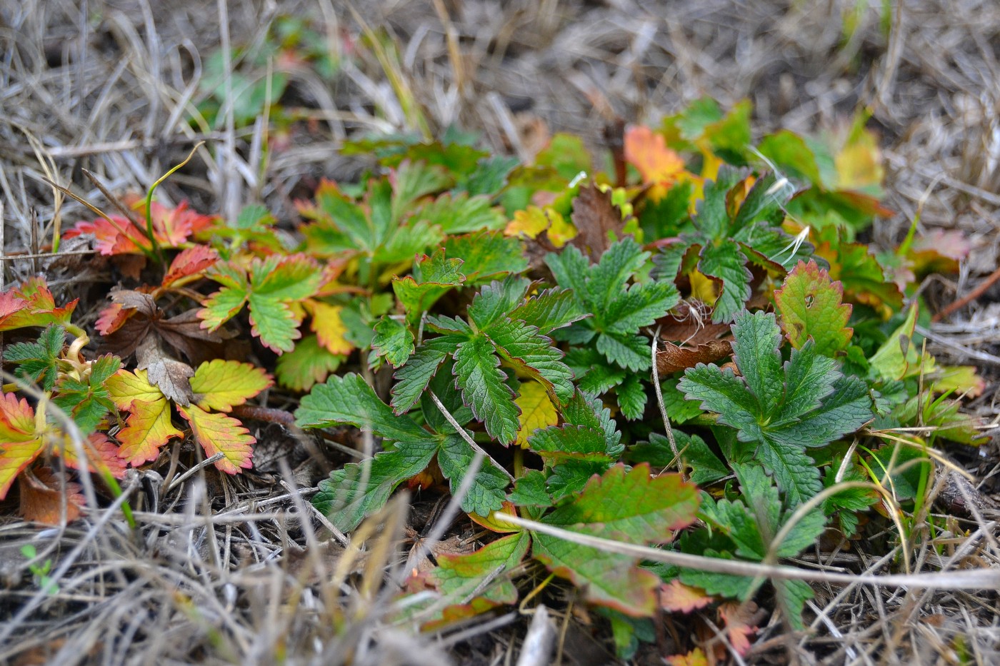 Image of Potentilla reptans specimen.