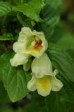 Weigela middendorffiana