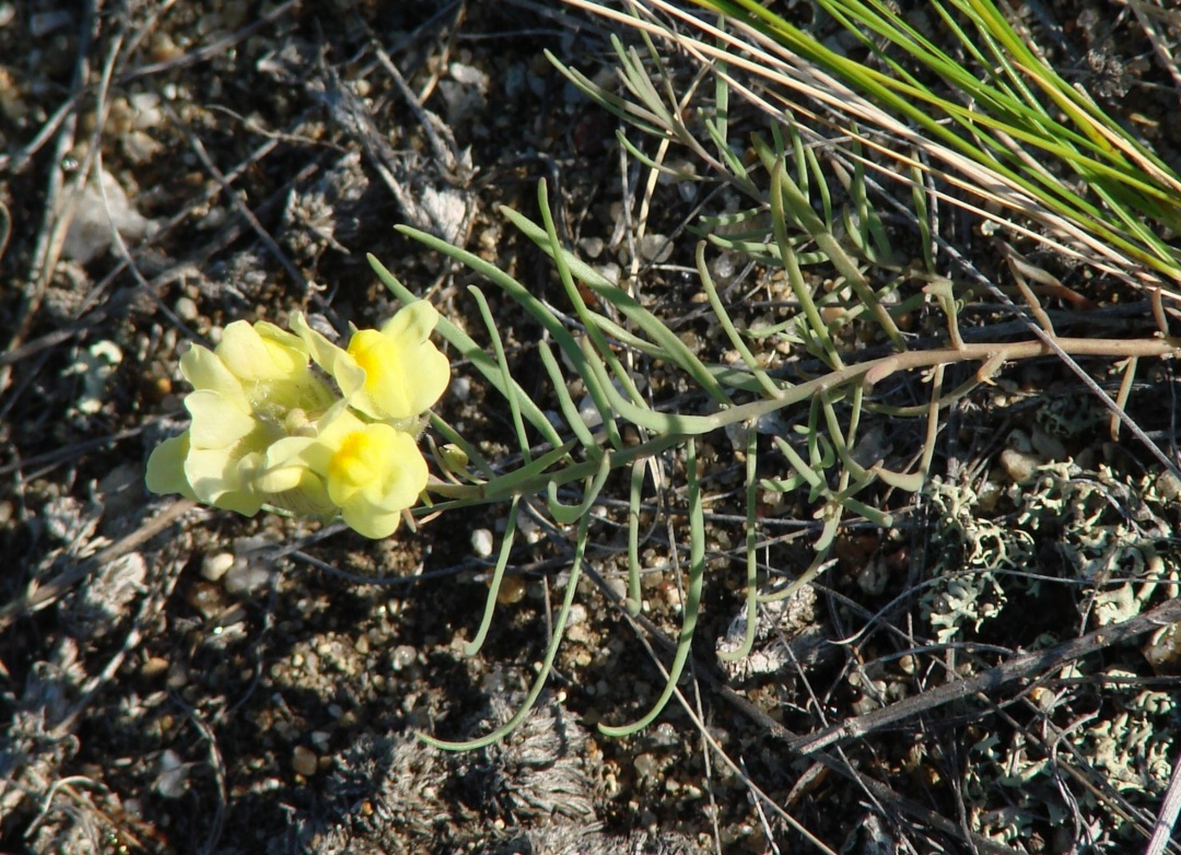 Image of Linaria buriatica specimen.