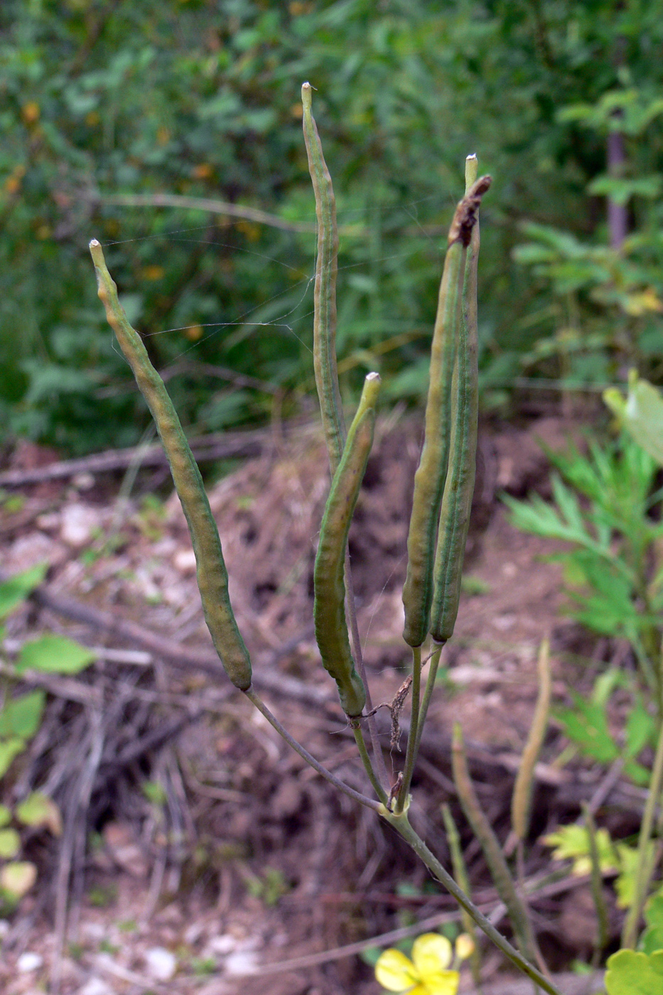 Image of Chelidonium majus specimen.