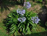 Agapanthus africanus