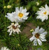 Cosmos bipinnatus