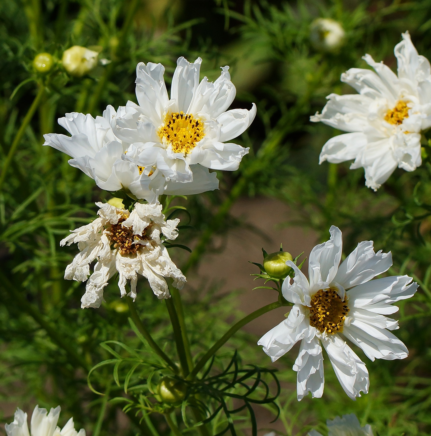 Изображение особи Cosmos bipinnatus.