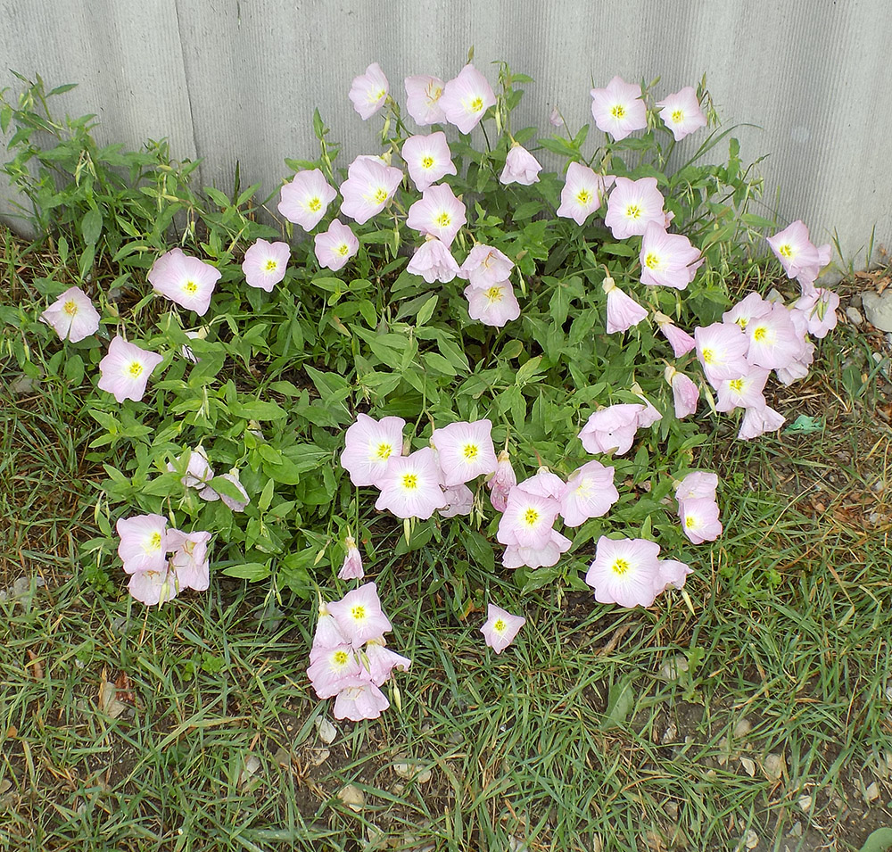 Изображение особи Oenothera speciosa.