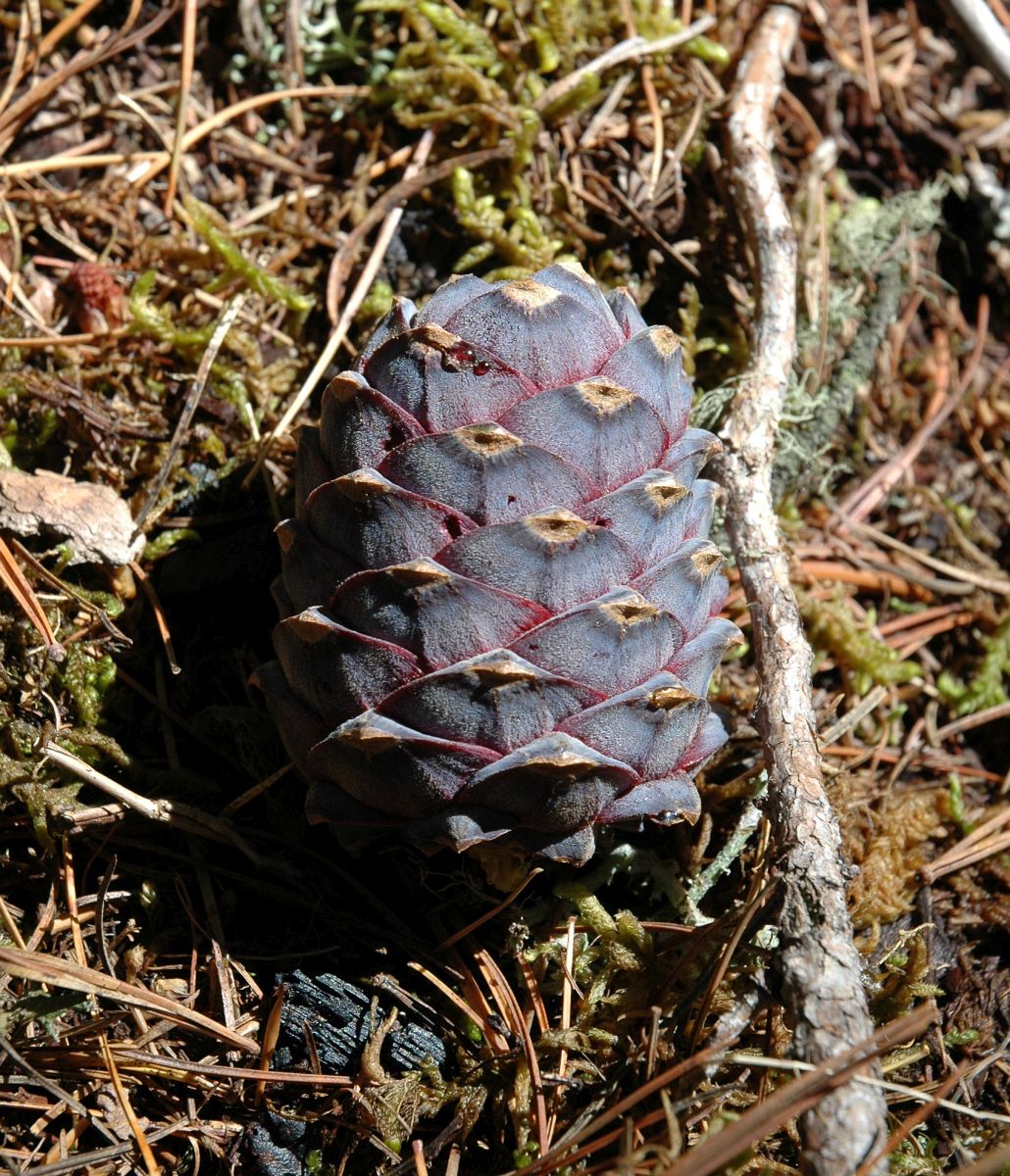 Изображение особи Pinus sibirica.