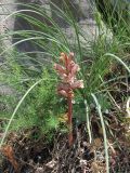 Orobanche crenata. Цветущее растение. Крым, Байдарская долина, каменистый склон в светлом можжевеловом лесу. 21 мая 2010 г.