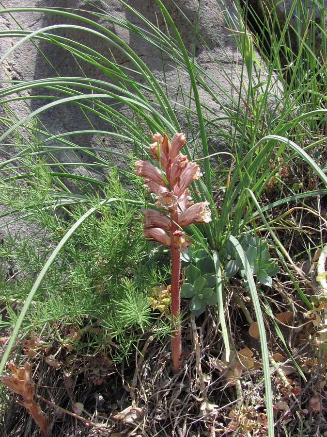 Изображение особи Orobanche crenata.
