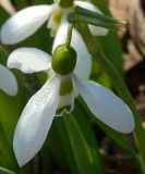 Galanthus elwesii