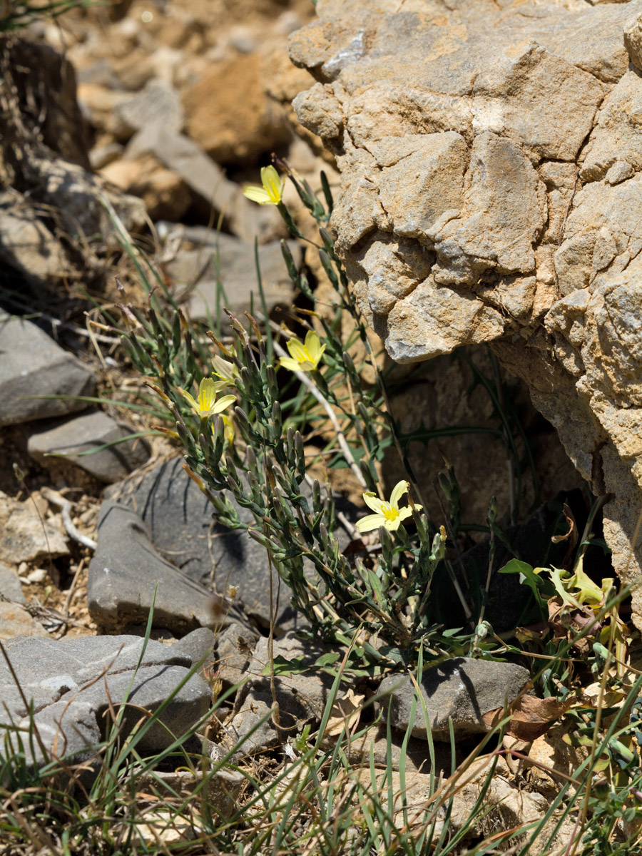 Image of Scariola alpestris specimen.