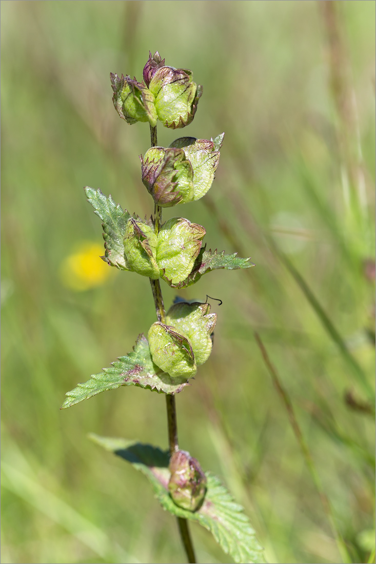 Изображение особи Rhinanthus minor.