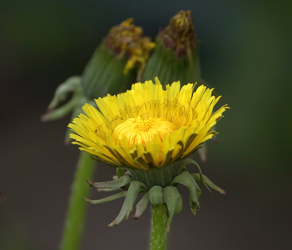 Изображение особи Taraxacum officinale.