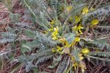 genus Astragalus