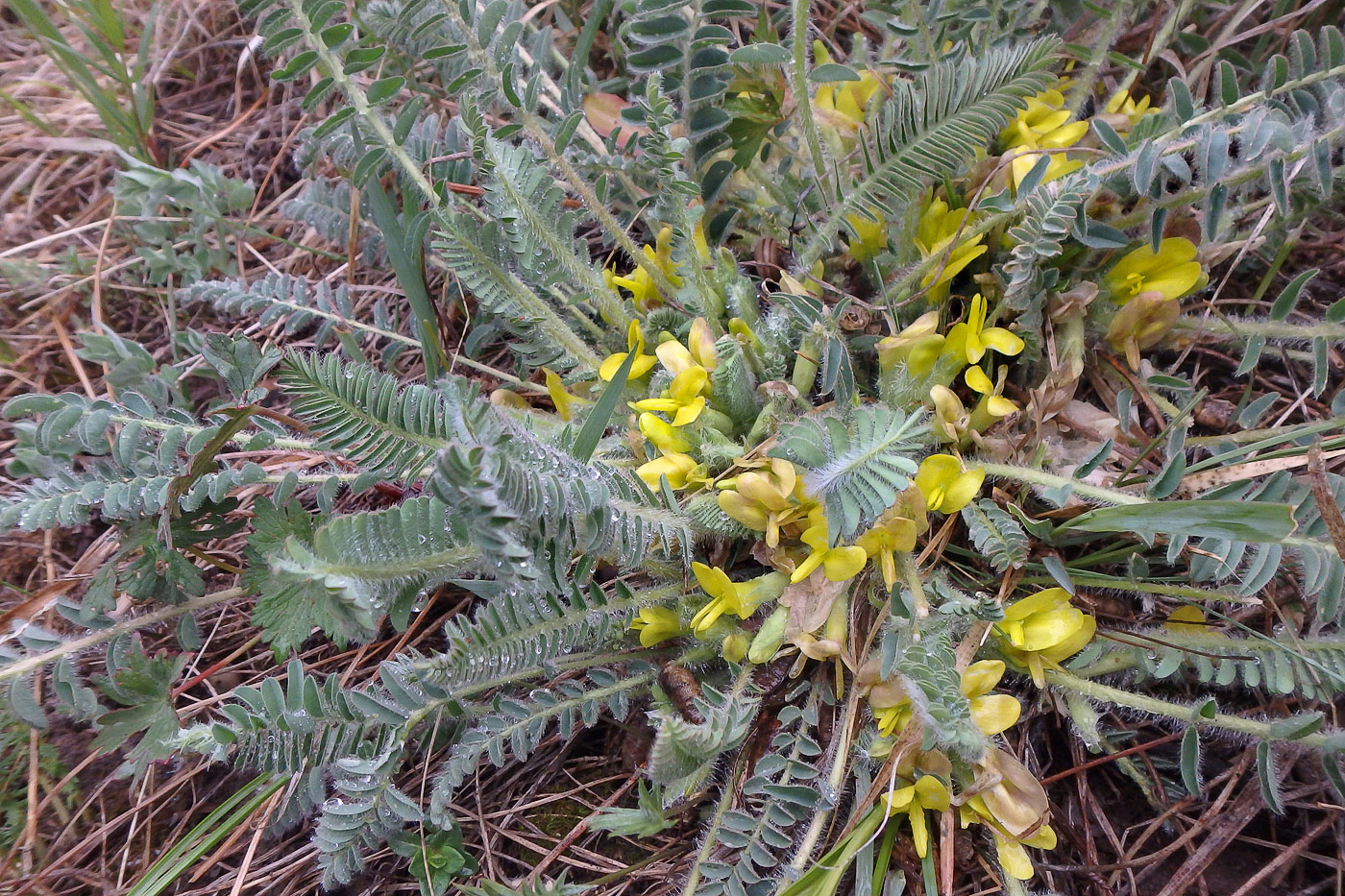 Изображение особи род Astragalus.