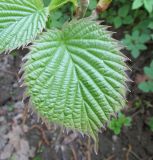 Davidia involucrata. Лист. Подмосковье, в культуре. 10 мая 2018 г.