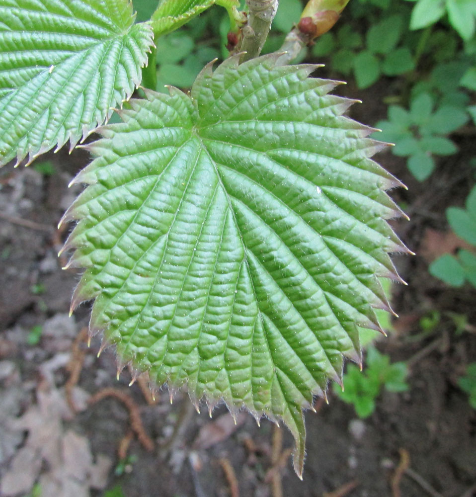 Image of Davidia involucrata specimen.