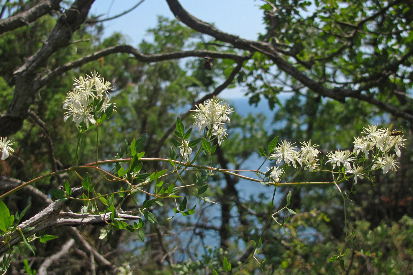 Image of Clematis flammula specimen.