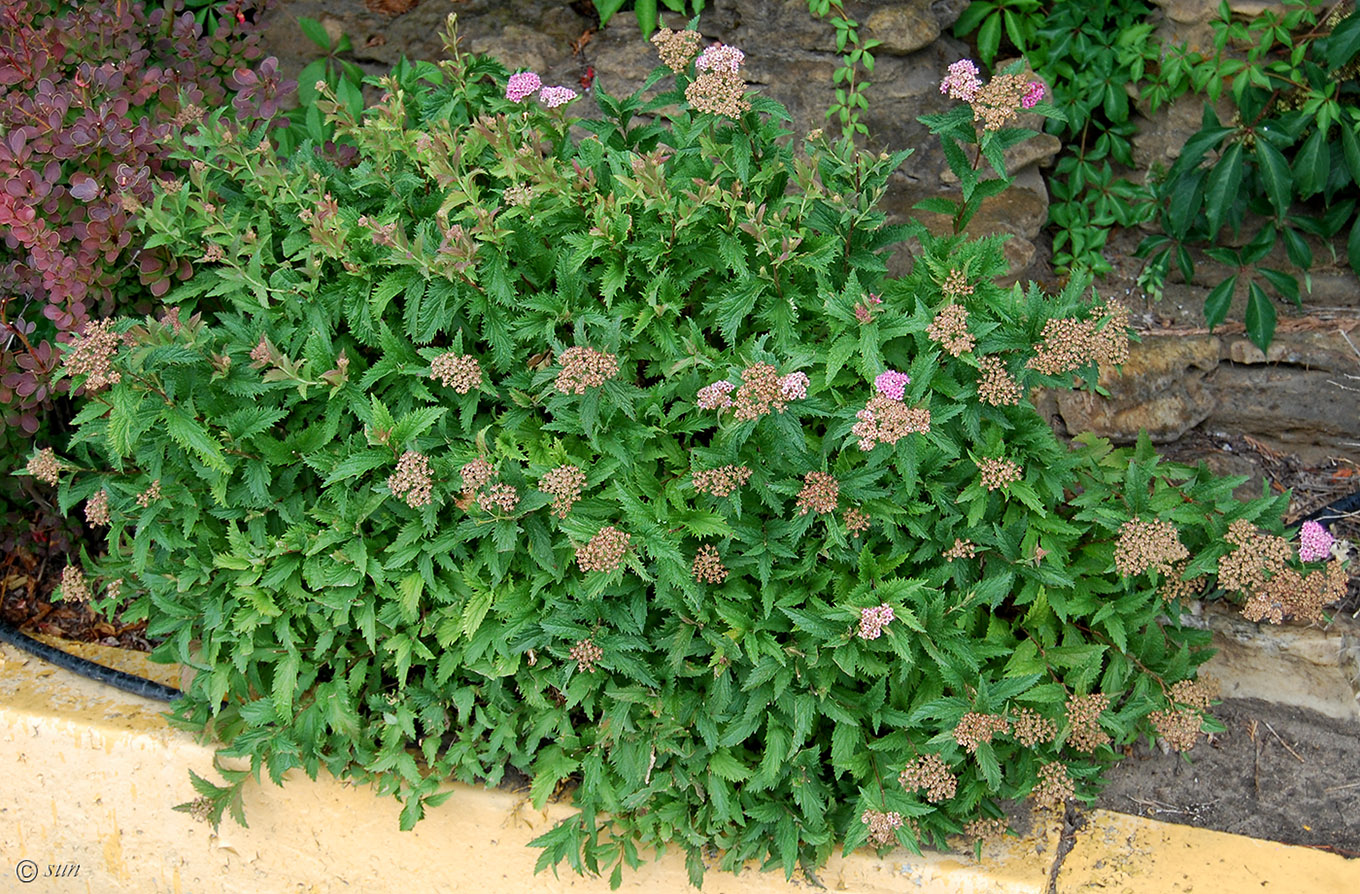 Image of Spiraea japonica specimen.