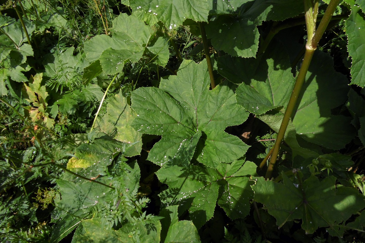 Image of Heracleum ponticum specimen.