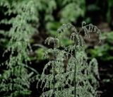 Equisetum sylvaticum. Верхушки растений в росе. Московская обл., Раменский р-н, окр. ж.-д. платформы Хрипань, просека под ЛЭП. 01.09.2018.