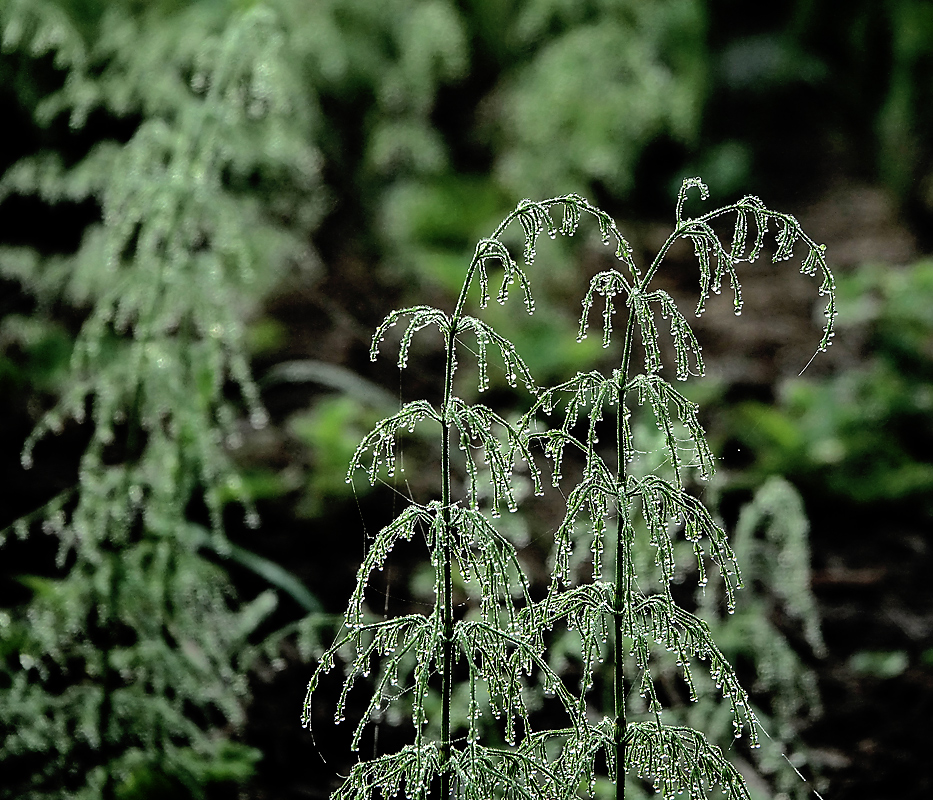 Изображение особи Equisetum sylvaticum.