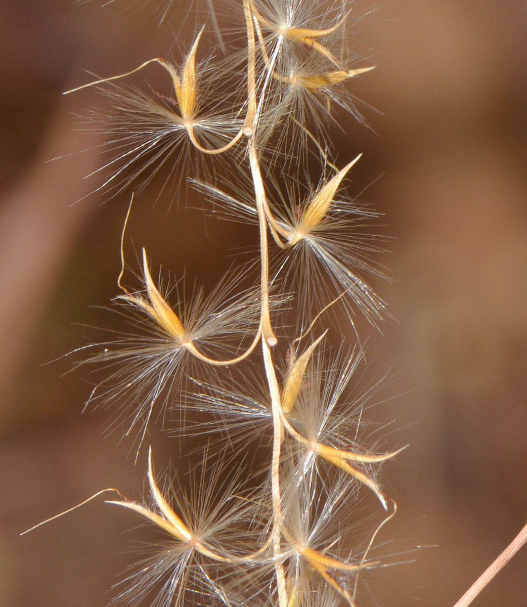 Изображение особи род Miscanthus.