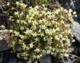 Saxifraga spinulosa