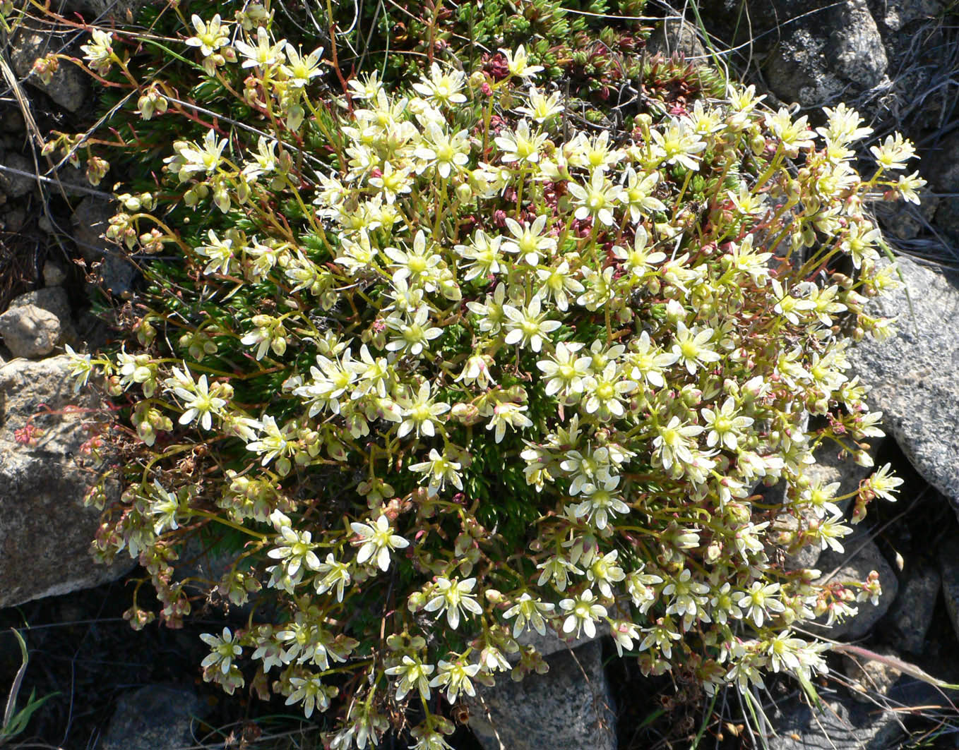 Image of Saxifraga spinulosa specimen.