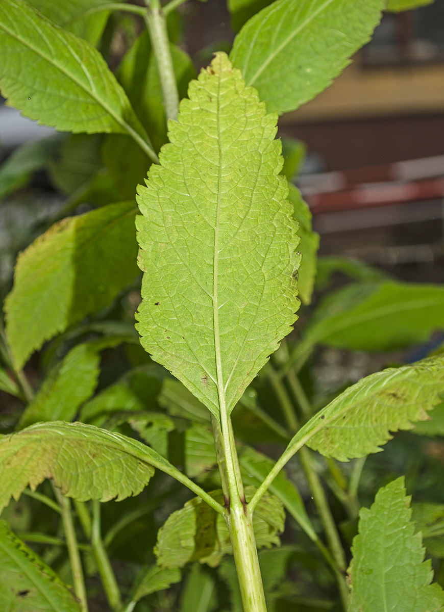 Image of Eupatorium maculatum specimen.