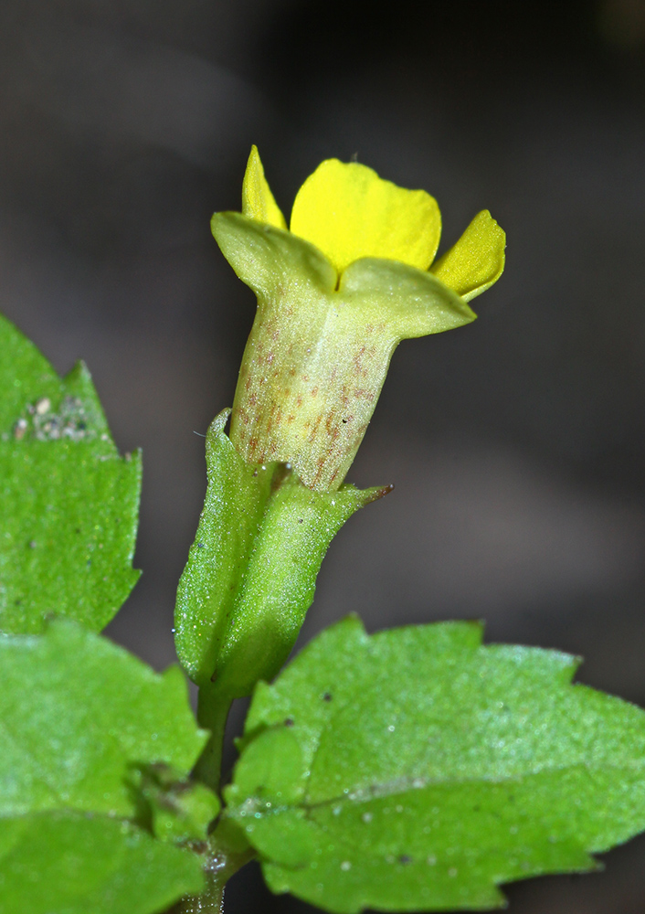 Image of Mimulus tenellus specimen.