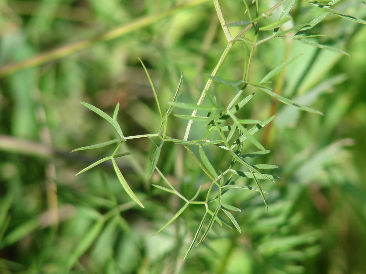 Изображение особи Cenolophium fischeri.