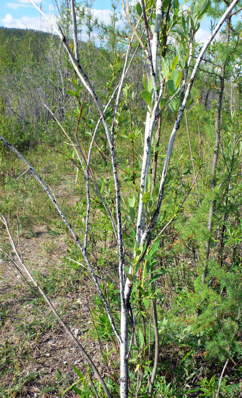 Изображение особи Chosenia arbutifolia.