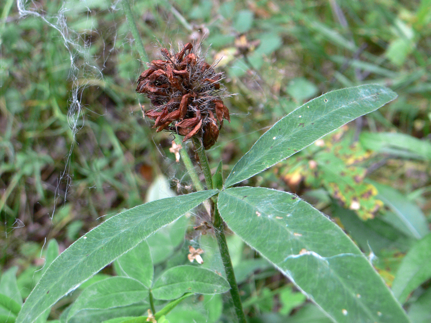 Image of Trifolium medium specimen.