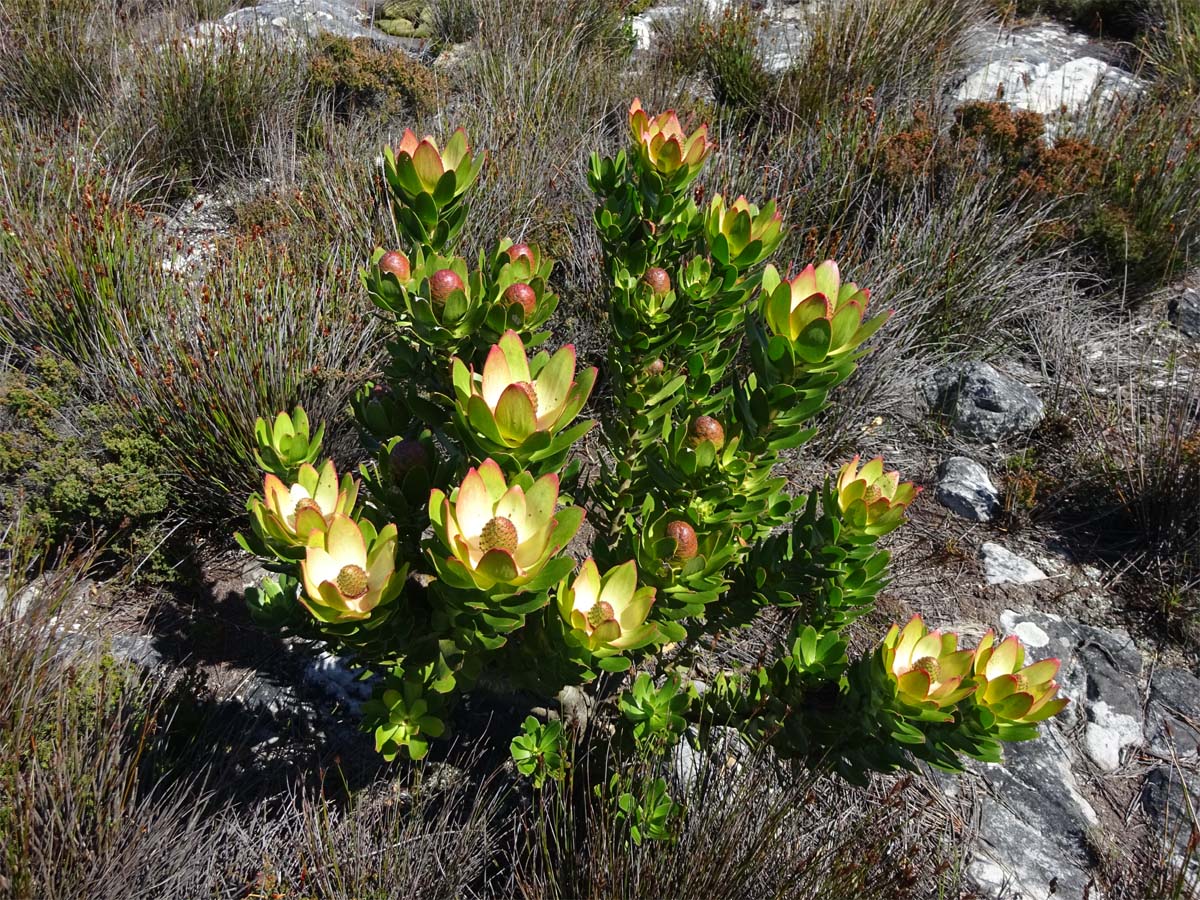 Image of Leucadendron strobilinum specimen.