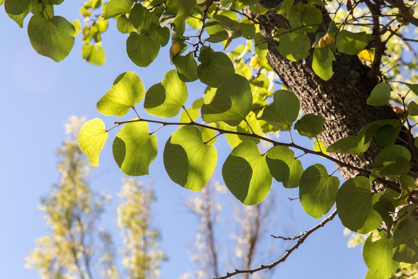 Image of genus Cercis specimen.