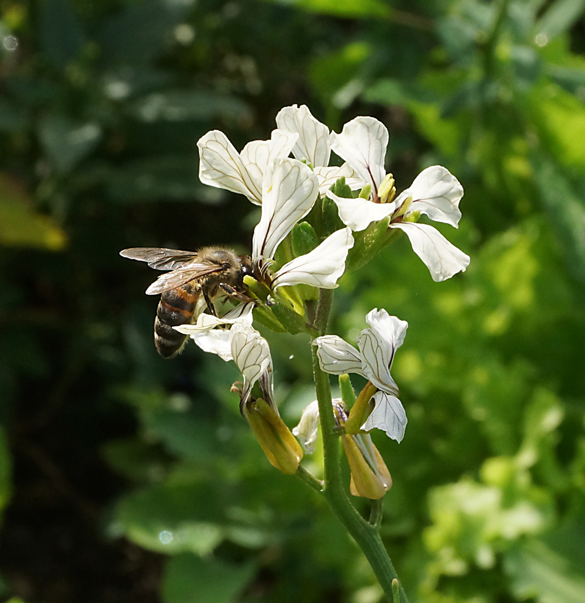 Изображение особи Eruca sativa.