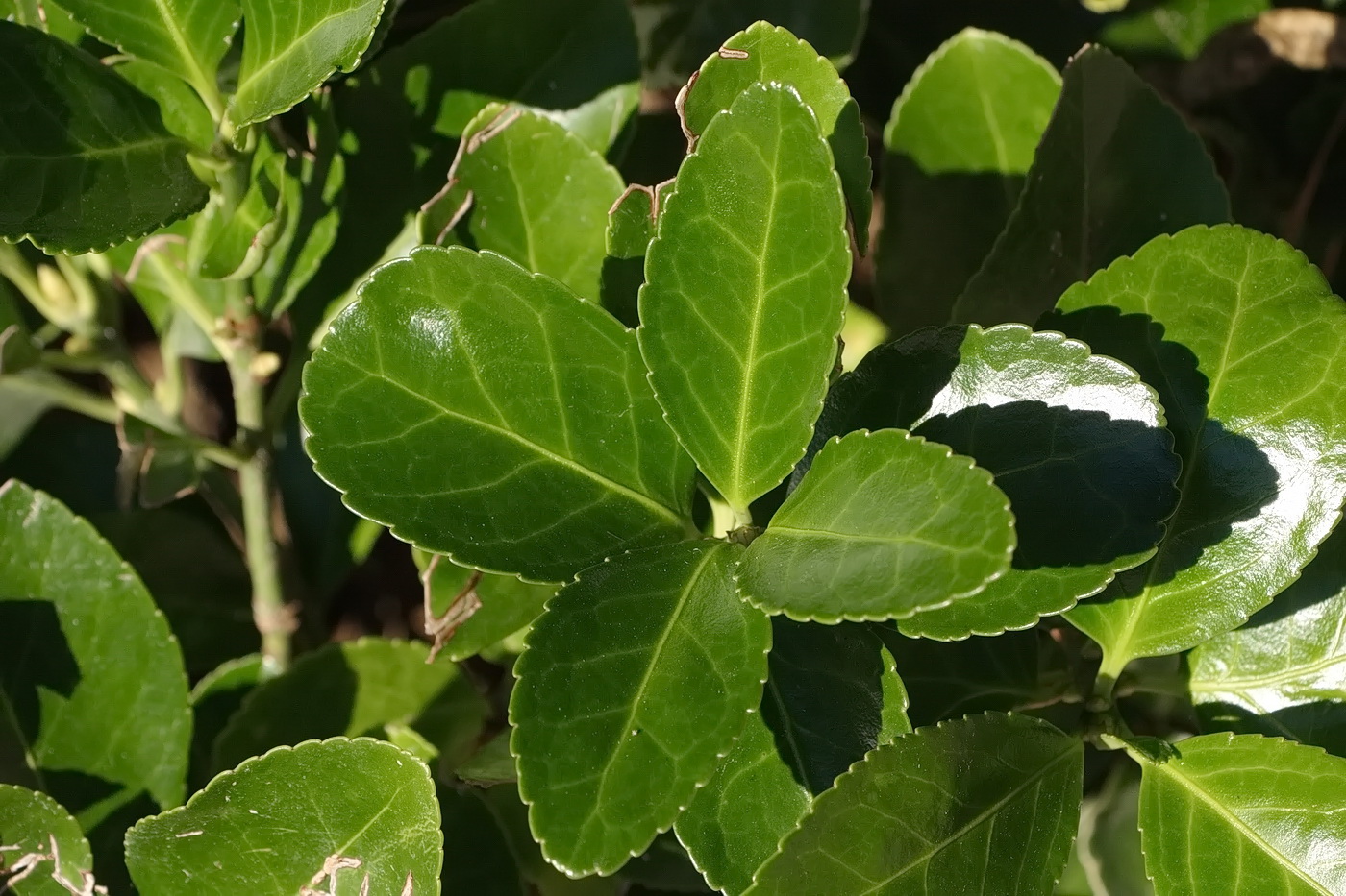 Изображение особи Euonymus fortunei.