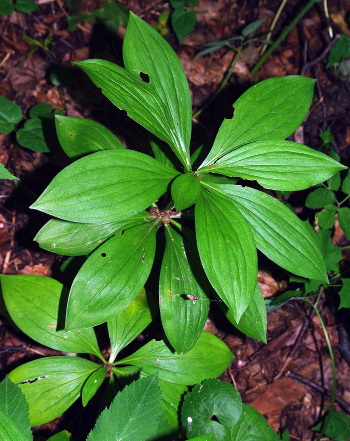 Изображение особи Lilium martagon.