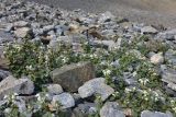 Lamium tomentosum