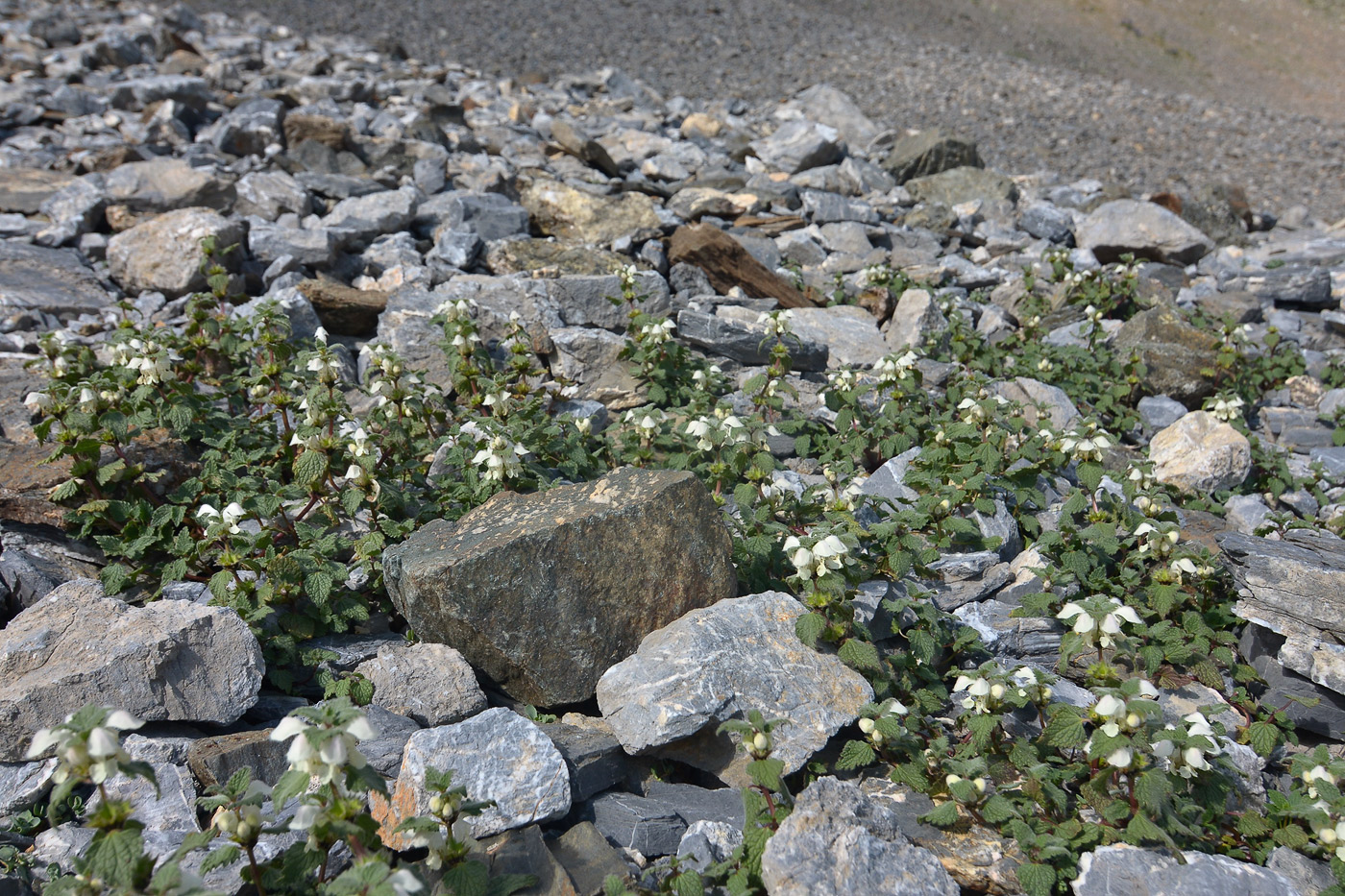 Изображение особи Lamium tomentosum.
